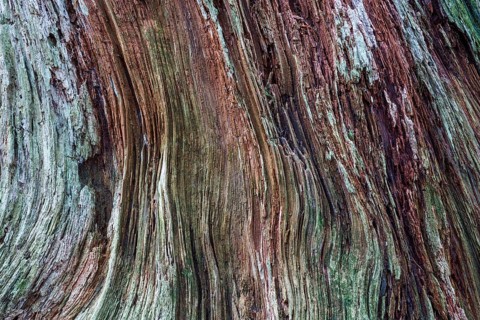 Dead and weathered tree stump, Gertelbachschlucht, Bühl, Bühlertal, Northern Black Forest, Black