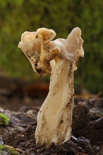 White saddle (Helvella crispa), nature, Frauenstein, Wiesbaden, Taunus, Hesse, Germany, Europe