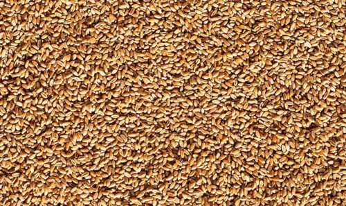 Grains of wheat, Wheat, Abstract background, Graphic elements, Texture background, Austria, Europe