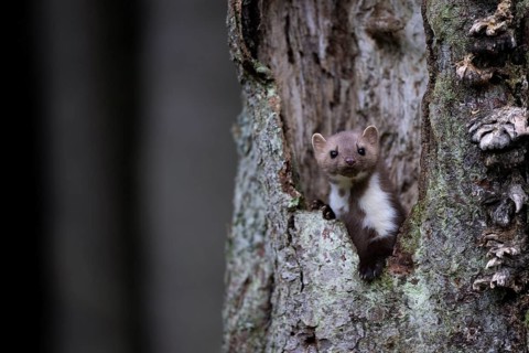 Beech marten (Martes foina), Bitburg, Rhineland-Palatinate, Germany, Europe