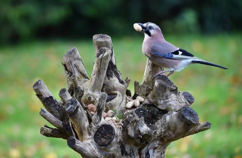 Eurasian jay (Garrulus glandarius) at the feeding place with birdseed and peanuts