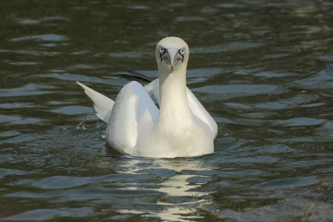 Northern gannet (Morus bassanus), swimming, view, frontal, booby, seabird, seabirds, oarsmen,