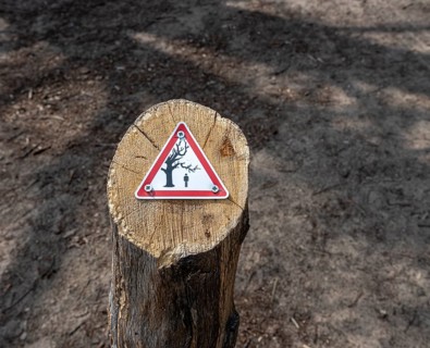 Warning sign on a sawn-off tree in the Berlin Forest, Berlin, Germany, Europe