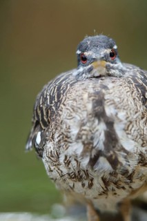 Portrait of a sunbittern (Eurypyga helias), frontal, view, captive