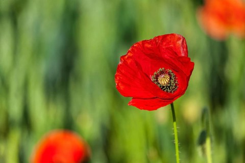 Red poppy in green field. South Moravia, Czech Republic, Europe