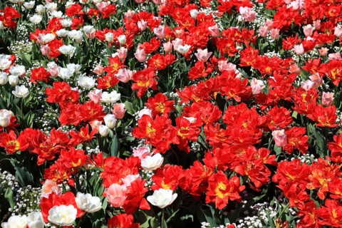 Many colourful tulips in one area