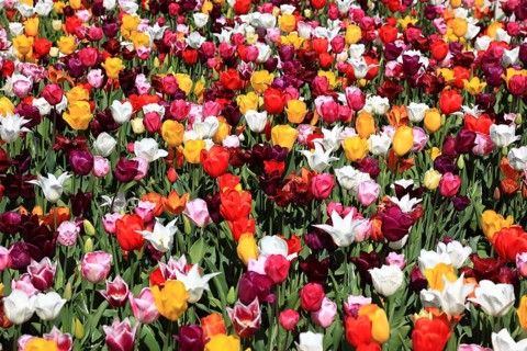Many colourful tulips in one area