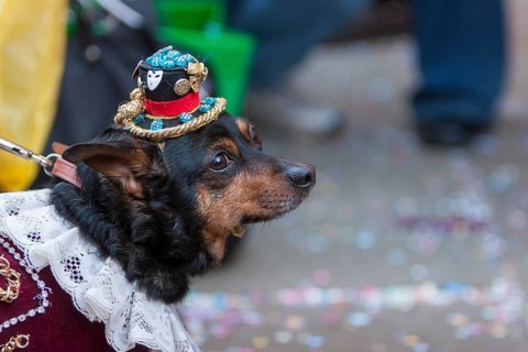 Dog in costume, Venice Carnival, Venice, Veneto, Italy, Europe