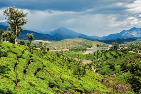 Green tea plantations in hills with dramatic sky. Munnar, Kerala, India, Asia