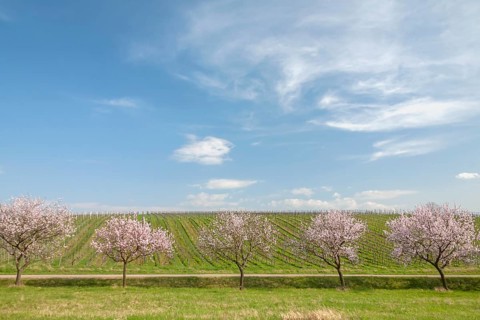 Blossoming almond trees in front of vineyard, cloudy sky, Southern Wine Route, Southern Palatinate,