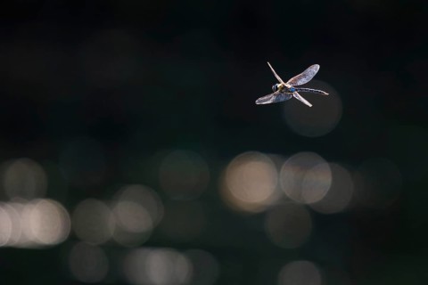 Flying migrant hawker (Aeshna mixta), Hesse, Germany, Europe