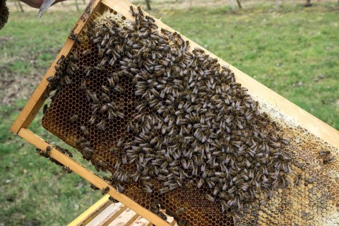 Honey bees (Apis), bees sitting on honeycombs in a frame, Baden-Württemberg, Germany, Europe