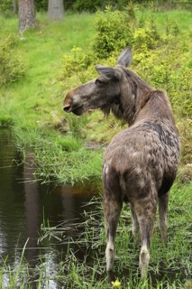Elk (Alces alces) Cow securing itself on the bank of a pond, Southern Sweden, Sweden, Scandinavia,