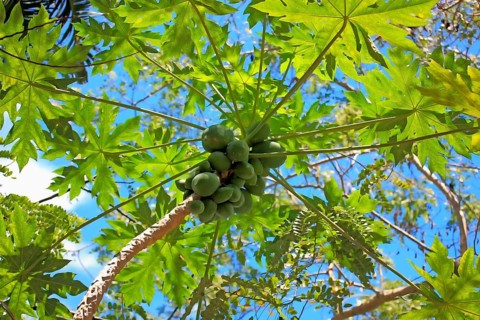 Papaya-Tree (Carica papaya) Nosy Be, Madagascar, Caricaceae, Africa