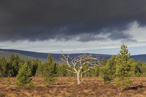 Dead Scots pine (Pinus sylvestris) tree in moorland, heath, Cairngorms National Park, Badenoch and