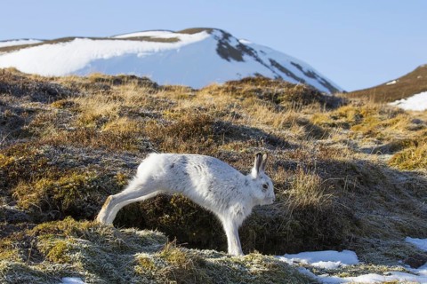 Mountain hare (Lepus timidus), Alpine hare, snow hare in white winter pelage stretching limbs in
