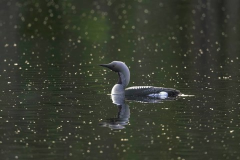 Black-throated loon, Arctic loon, black-throated diver (Gavia arctica) in breeding plumage swimming