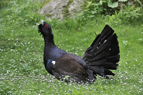 Western Capercaillie (Tetrao urogallus), Wood Grouse, Heather Cock male displaying in forest