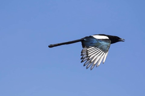 Eurasian magpie (Pica pica), common magpie calling in flight against blue sky