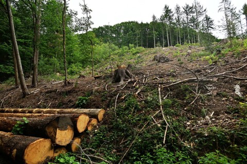 Forest damage in the Sauerland region has caused about 40 % of the spruce stand, especially in