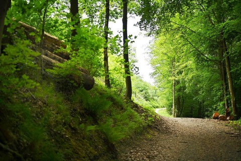 Forest damage in the Sauerland region has caused about 40 % of the spruce stand, especially in