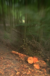 Forest damage in the Sauerland region has caused about 40 % of the spruce stand, especially in