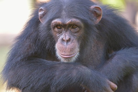 West African Chimpanzee (Pan troglodytes verus), Tacugama Chimpanzee Sanctuary, Province Western