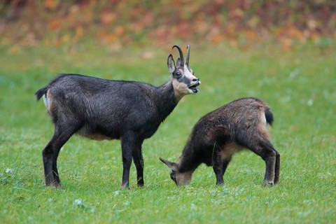 Alpine chamois (Rupicapra rupicapra), female with young, grazing in a meadow in front of