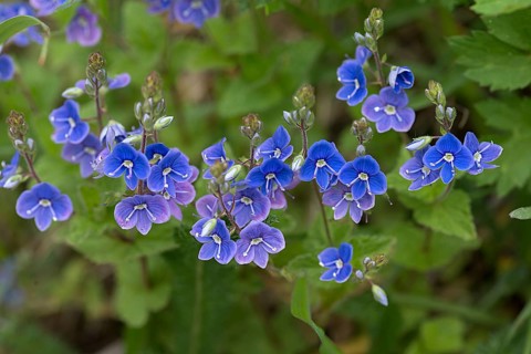 Blossoms of germander speedwell (Veronica chamaedrys), Bavaria, Germany, Europe