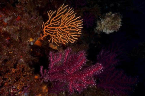 Violescent sea-whip (Paramuricea clavata) with open polyps and yellow gorgonian (Eunicella
