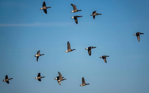 Brent Goose (Branta bernicla), birds in flight over Marshes at winter time