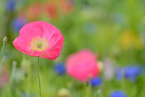 Flowering strip, flowering area with poppy flowers (Papaver rhoeas) and cornflowers (Centaurea