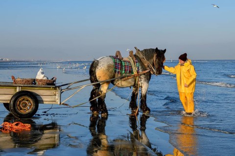 Horse fishermen at work, catching Brown shrimp (Crangon crangon), Koksijde, North Sea coast,