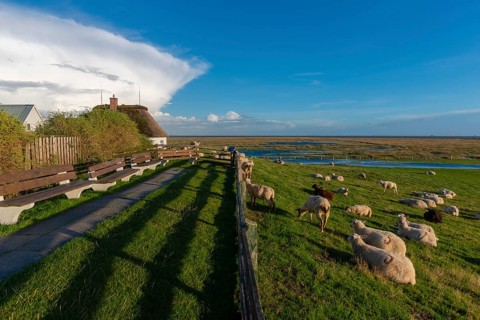 Hamburg Hallig, flock of sheep on the dwelling mound, thatched house, salt marshes, Reußenköge,