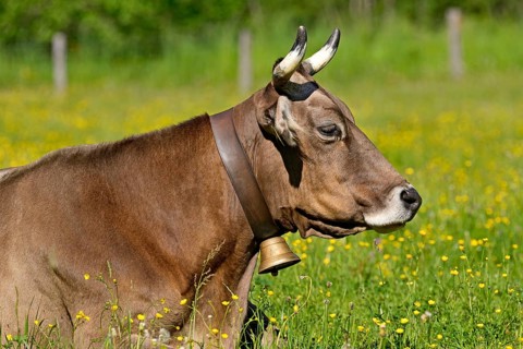 Domestic cattle (Bos primigenius taurus) with a cowbell resting in a meadow, Stillachtal near