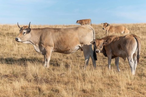 Aubrac cows in a dry pasture in summer. Aubrac, France, Europe