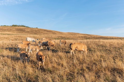 Aubrac cows in a dry pasture in summer. Aubrac, France, Europe