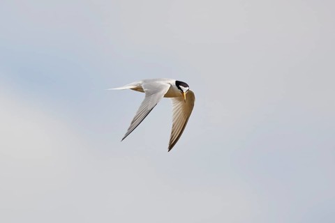 Little tern (Sternula albifrons) flying in the sky, Camargue, France, Europe
