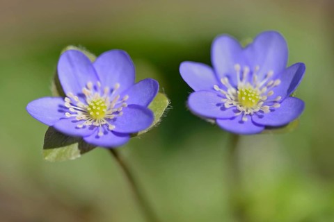 Liverwort (Hepatica nobilis) in bloom, North Rhine-Westphalia, Germany, Europe