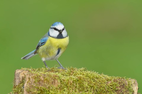 Blue tit (Parus caeruleus), sitting on a moss-covered tree stump, Wilden, North Rhine-Westphalia,