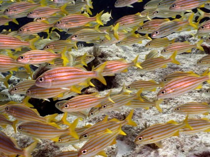 Shoal, group of french grunt (Haemulon flavolineatum), dive site John Pennekamp Coral Reef State