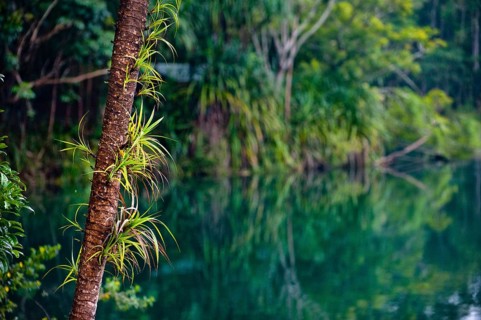 Crater lake Lake Eacham in tropical rainforest with palm tree in the Atherton tablelands,