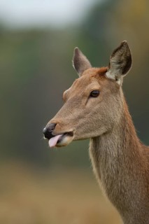 Red deer (Cervus elaphus) adult female doe sticking its tongue out, Surrey, England, United