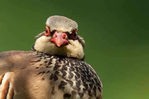 Red legged or French partridge (Alectoris rufa) adult bird head portrait, Norfolk, England, United