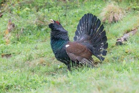 Western capercaillie (Tetrao urogallus) courting, Kalkalpen National Park, Upper Austria, Austria,
