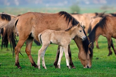Dülmen wild horses, mare with foal, Merfelder Bruch, Dülmen, North Rhine-Westphalia, Dülmen wild