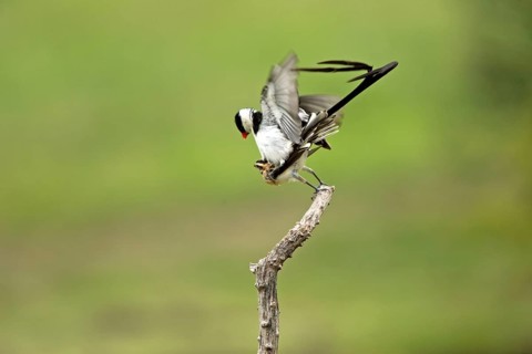Pintailed Whydahs, pair, mating, Sabie Sand Game Reserve, South Africa (Vidua macroura)