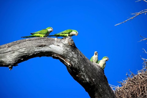 Monk Parakeets (Myiopsitta monachus), Pantanal, Brazil, South America