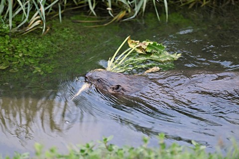 Eurasian beaver, european beaver (Castor fiber) swimming in a river with a turnip in its mouth,