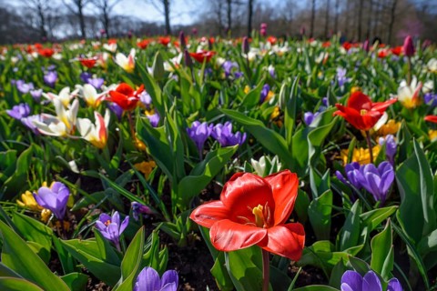 Flower splendour with colourful Tulips (Tulipa) and Crocus (Crocus) in spring, Keukenhof, Lisse,